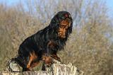 CAVALIER KING CHARLES 387